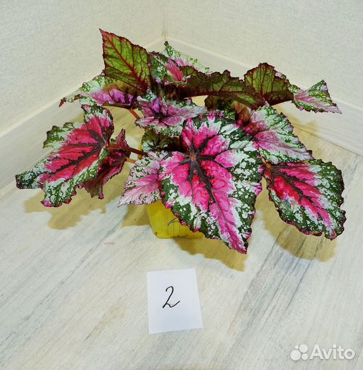 Бегонии Rex декоративнолиственные