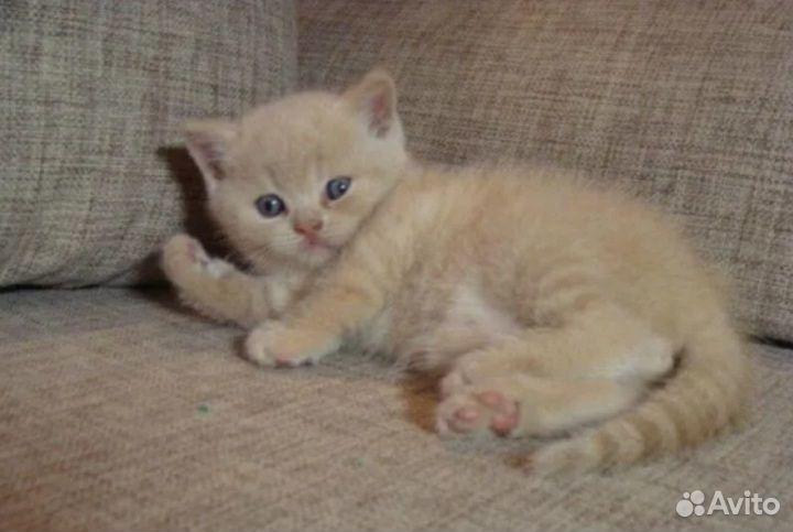 Британская девочка