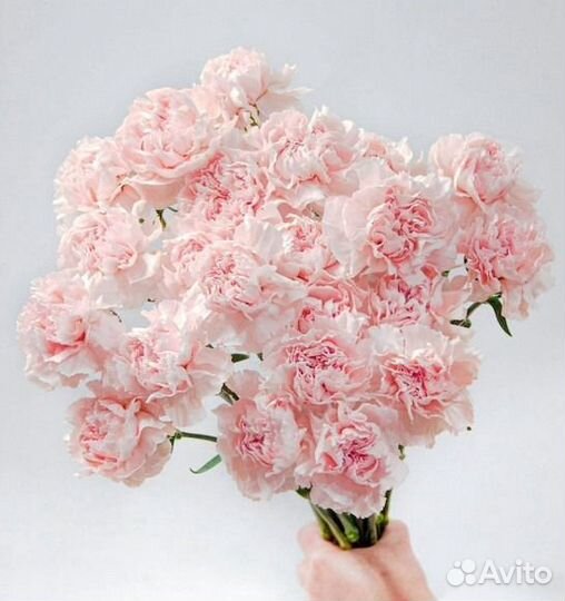 Гвоздики (диантус) доставка по спб 13шт., 25шт.,51