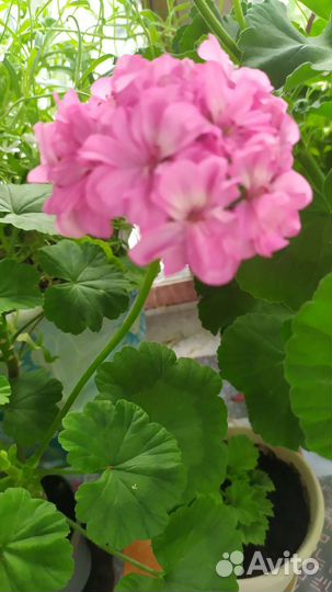 Герань пеларгония цветущее растение