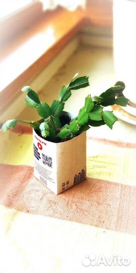 Цветок Декабрист