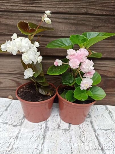 Бегония вечноцветущая махровая