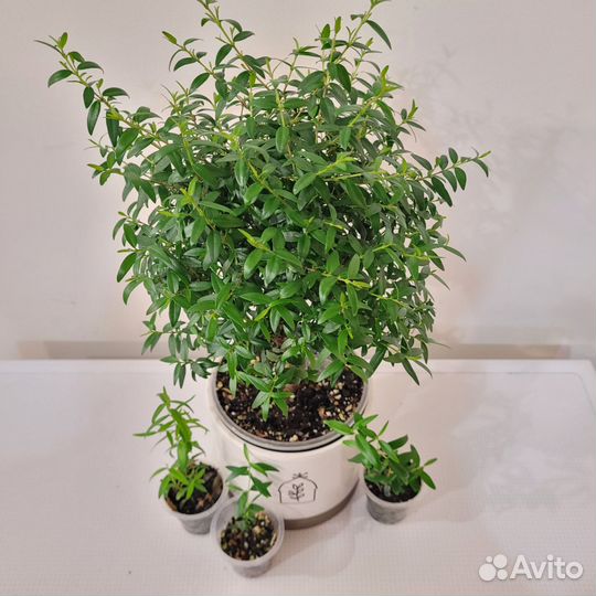 Миртовое дерево мирт плющ хедера