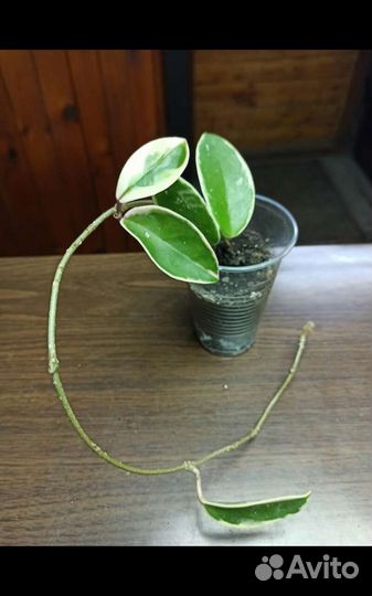 Хойя Кримсон Квин