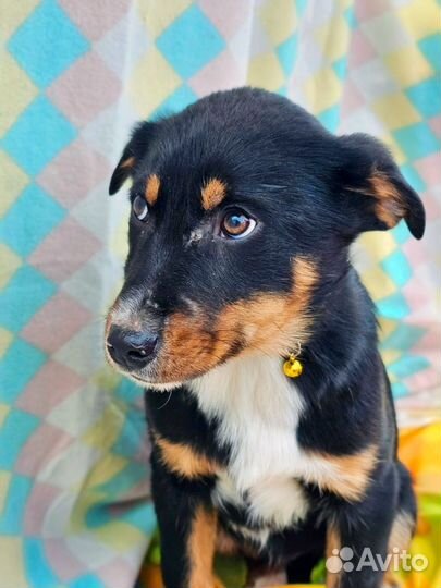 Щенок в добрые руки