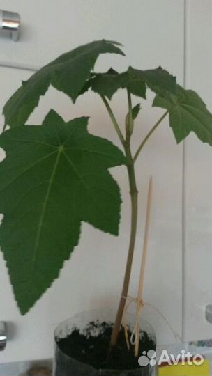 Рассада клещевины