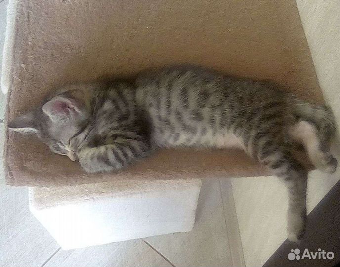 Отдам котиков в хорошие руки. К лотку приучены