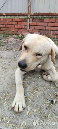 Щенки лабрадора родились 6 июня