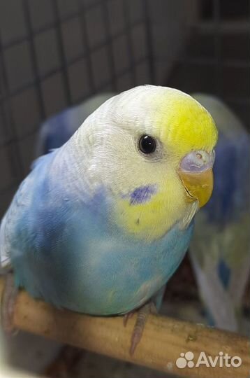 Волнистые попугаи