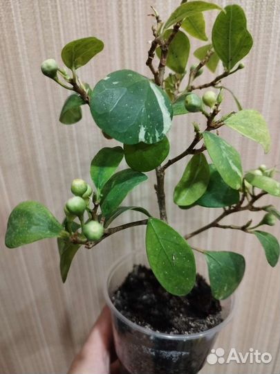 Фикус Диверсифолия Расписная