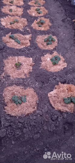 Грибная мульча, удобрение, солома, блоки