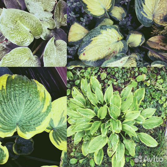 Саженцы ежевики,Клематис,Вербейник