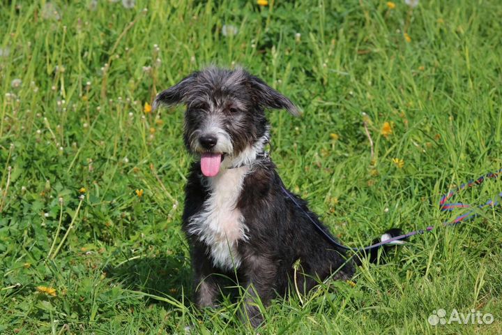 Щенок Манечка, стерилизована