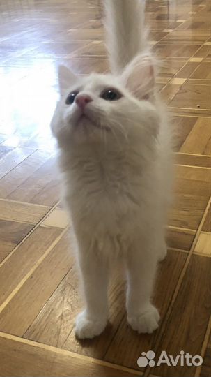 Передержка кошек и собак