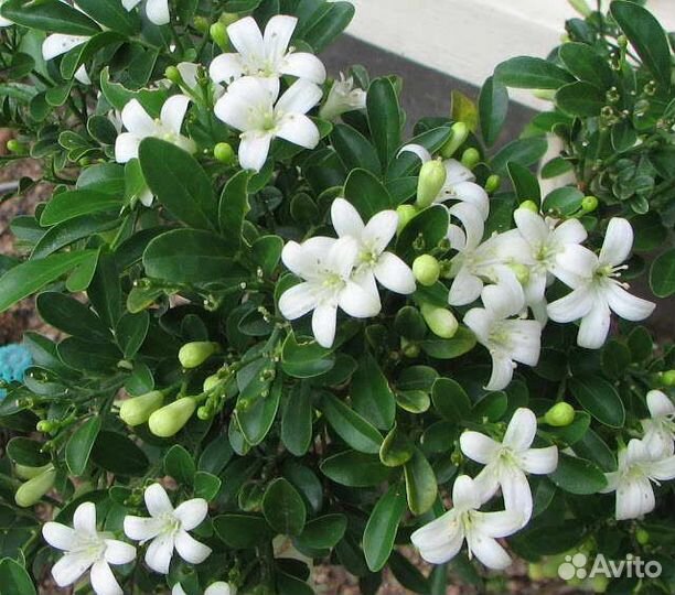 Саженцы комнатной мурайи