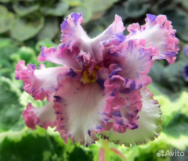 Продам папоротники, сортовые фиалки и фуксии, хойи