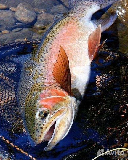 Форель живая, стейки форели