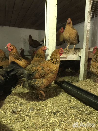 Инкубационное яйцо Кучинская юбилейная