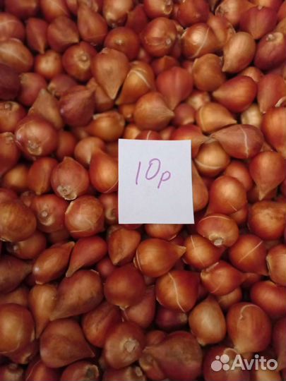 Луковицы тюльпанов оптом и в розницу