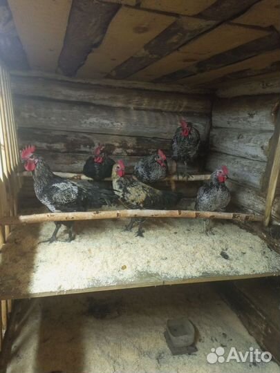 Молодые петухи