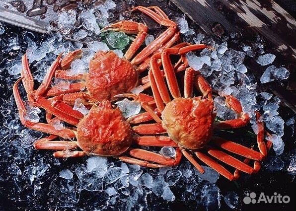 Клешни краба Снежного Стригуна (Опилио)