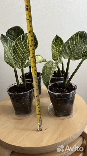 Филодендрон биркин