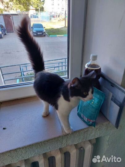 Кошечка в добрые руки