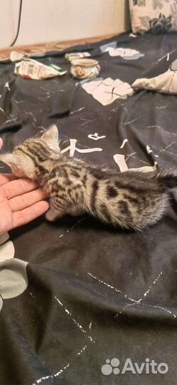 Бенгальская кошка