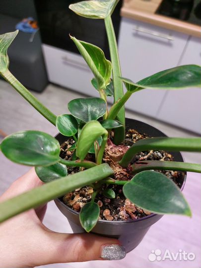 Филодендрон Биркин