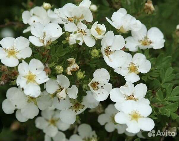 Лапчатка белая