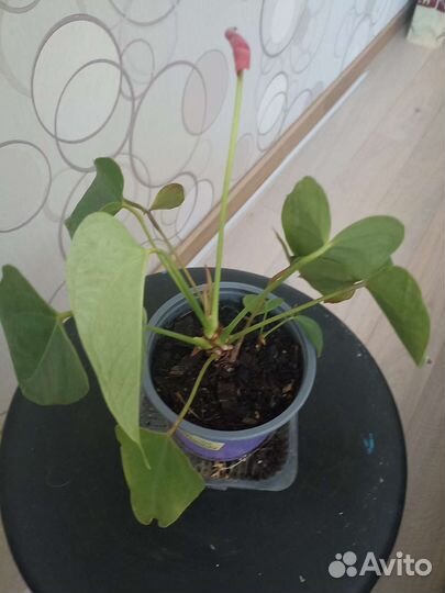 Комнатные цветы антуриум