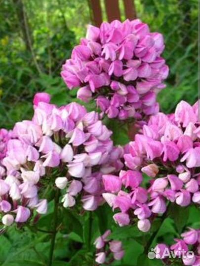 Флокс метельчатый