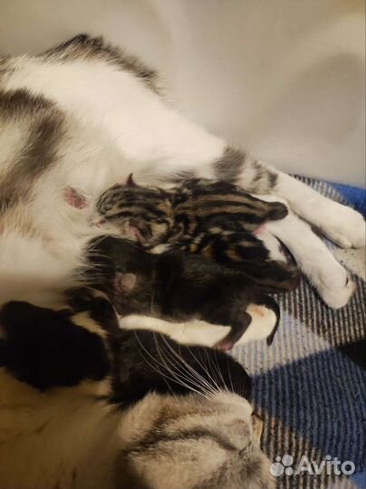 Котятки
