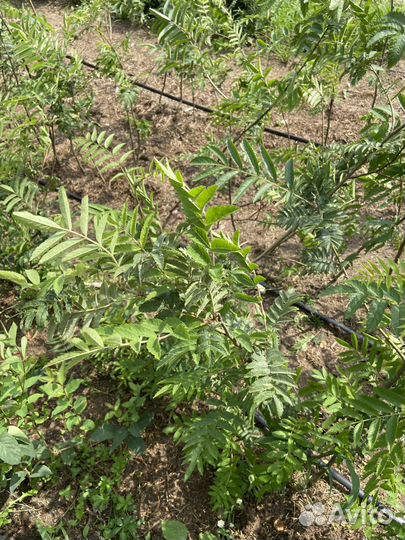 Сажены рябины обыкновенной