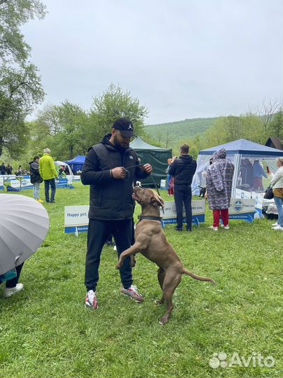 Питбультерьер