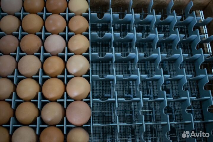 Перегородки в лоток для инкубатора Норма Урал 195