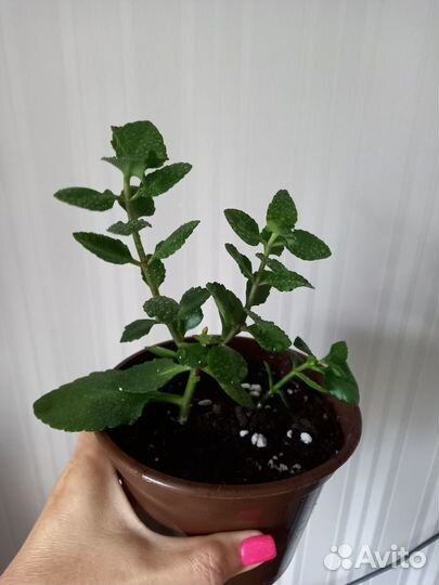 Каланхоэ желтый