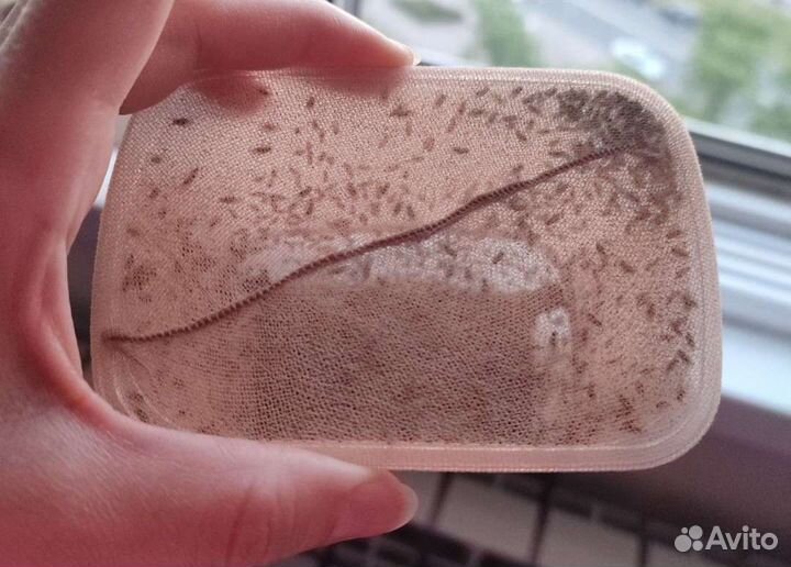 Дрозофила Хидея