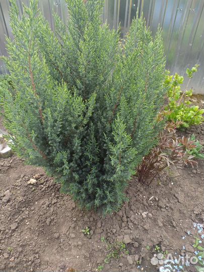 Можжевельник