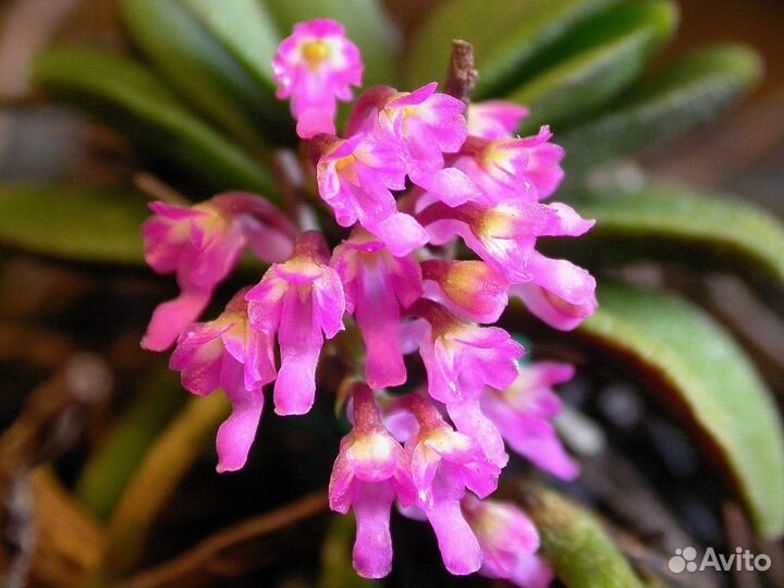 Шенорхис Schoenorchis fragrans xsib