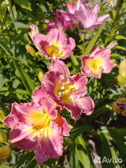 Лилейник Rose Emily