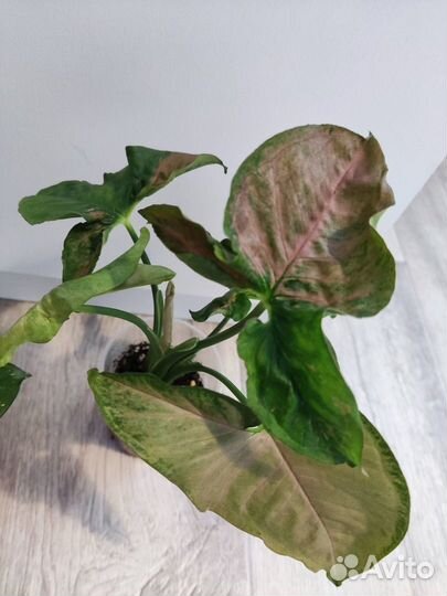 Растения много