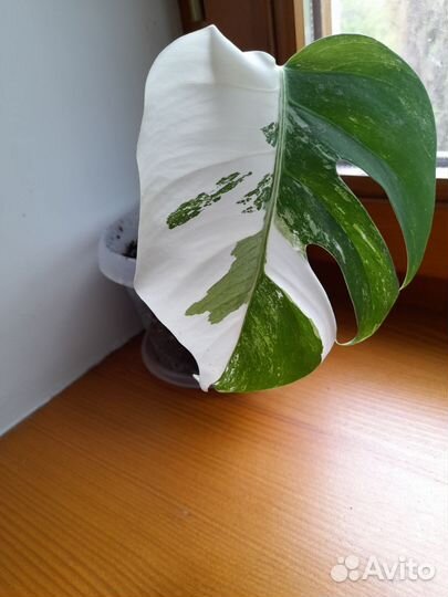 Монстера вариегатная альба