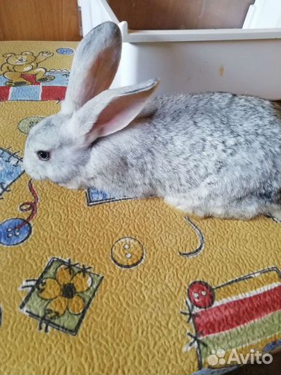 Продам кроликов