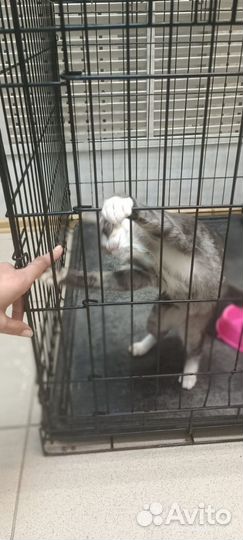 Красавчик изе дом