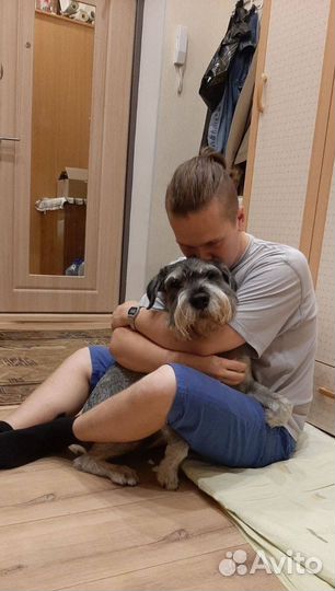 Няня для собаки