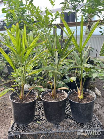 Пальма трахикарпус