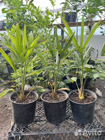 Пальма трахикарпус