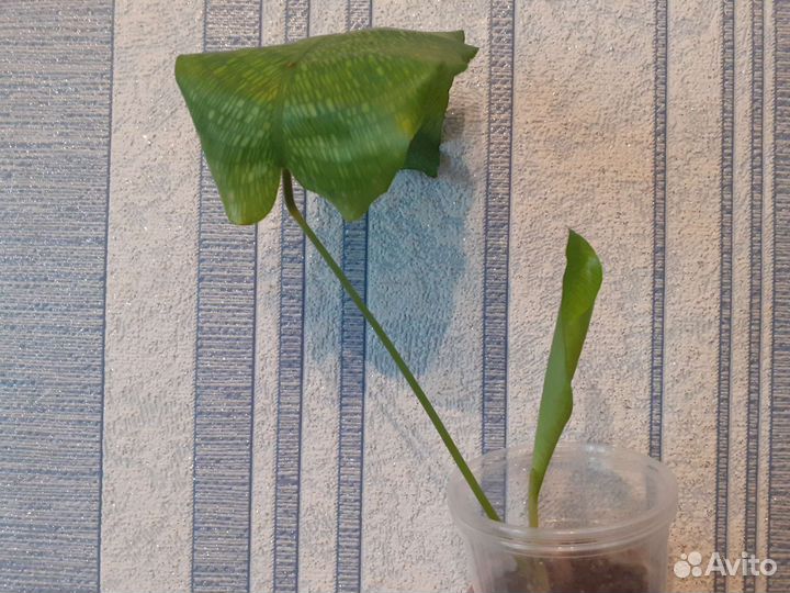 Калатея Нетворк (мозаичная)