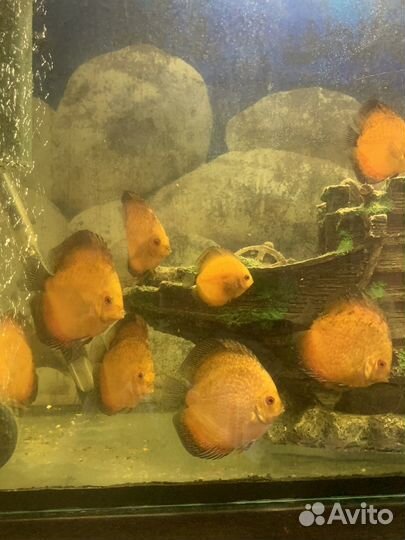Рыба дискусы